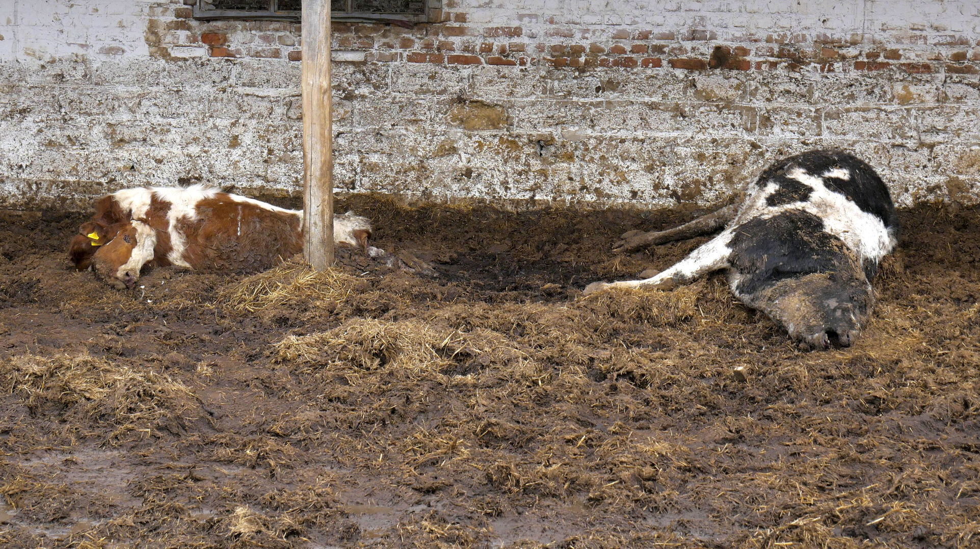 Dead cattle